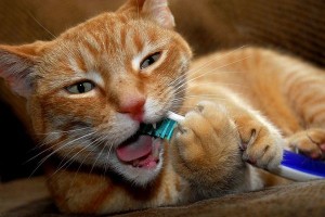 Як почистити зуби кішці в домашніх умовах