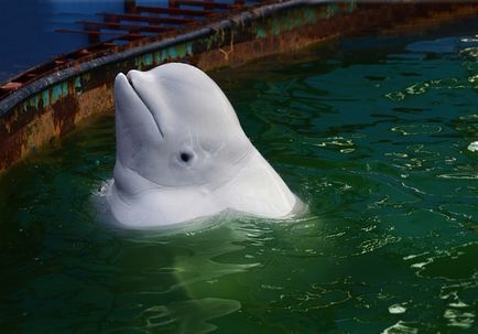 Як гинуть дельфіни і кити заради втіхи