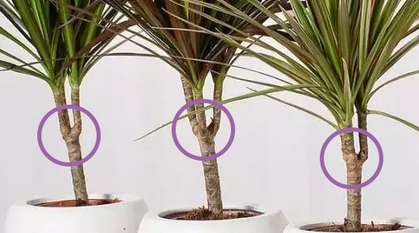 Cum să obțineți trei sau mai multe lăstari de dracaena cu butași