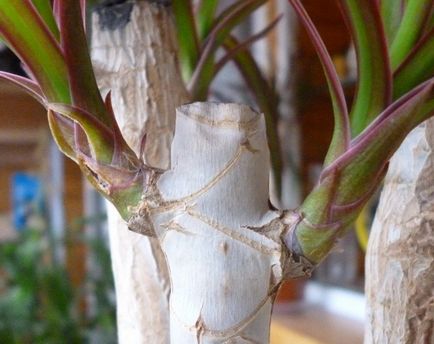 Hogyan, hogy három vagy több hajtást dracaena a dugványok