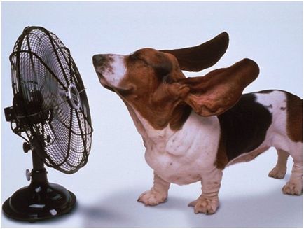 Cum de a ajuta un câine să sufere căldură