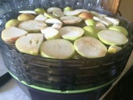 Як правильно сушити яблука в електросушарці, поради, день дачника
