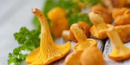 Cum să gătești chanterelles în smântână - rețete de gătit cu ciuperci într-o tigaie sau în cuptor