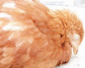 Як розпізнати інфекційну бурсальная хвороба (Гамборо), для птахівників