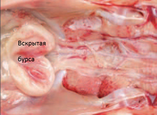 Як розпізнати інфекційну бурсальная хвороба (Гамборо), для птахівників