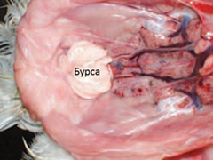 Як розпізнати інфекційну бурсальная хвороба (Гамборо), для птахівників