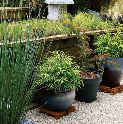 Як створити японський сад на дачі, заміський дизайн ідеї та поради для дому та дачі