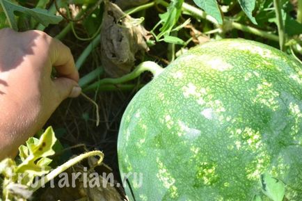 Як я визначаю стиглість кавунів і динь на грядці