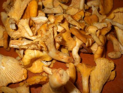 Cum să mănânci chanterelles pentru rețete de iarnă și recomandări