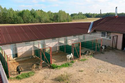 Як живе собачий притулок в 50 кілометрах від Мінська