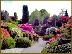 Канареечник тростинний, опис, фото, сорти, умови вирощування, застосування