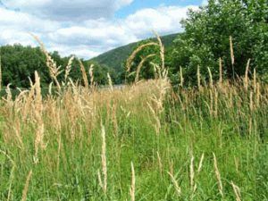 Tinarie canariata - Reproducere, plantare si ingrijire