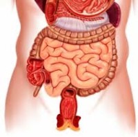 Candidiasis bél hogyan gyógyítja szájpenész népi jogorvoslati