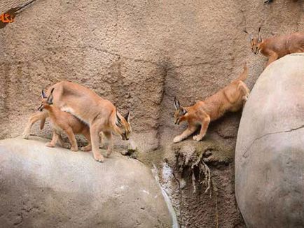 Caracal, stepa râs, fotografie