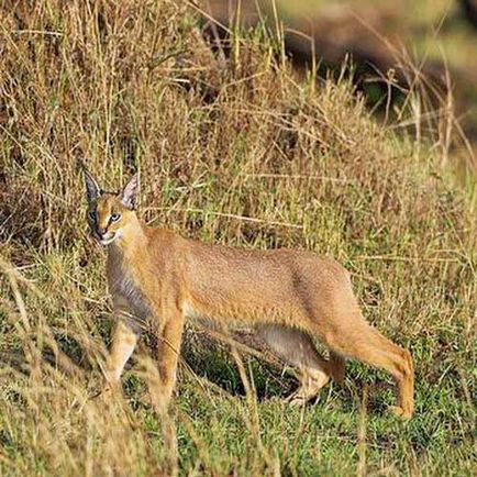 Caracal, Caracal, fotók