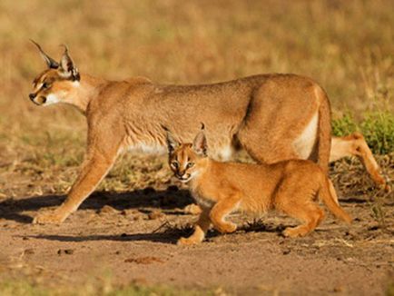 Caracal, stepa râs, fotografie