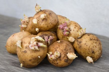Картопля Джеллі опис сорту, фото, відгуки