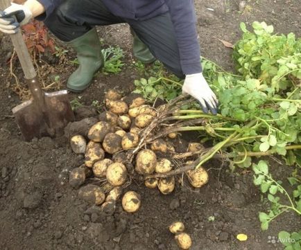 Cartofi - semințe de jeleu rădăcină o descriere detaliată a soiului, caracteristicile și fotografiile