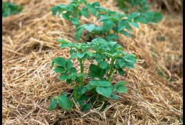 Картопля під сіном або соломою - альтернативні способи вирощування високого врожаю картоплі