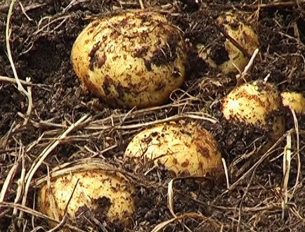 Картопля під сіном або соломою - альтернативні способи вирощування високого врожаю картоплі