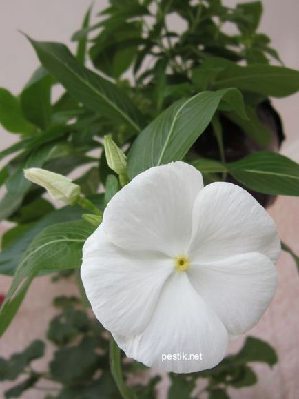 Catharanthus vetőmag