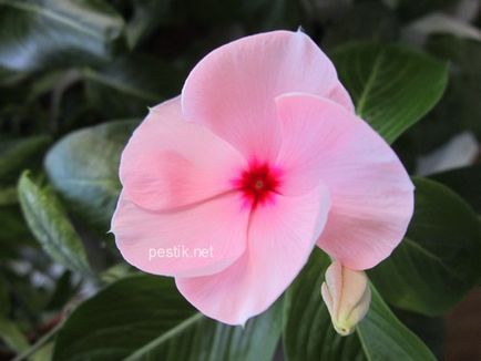 Catharanthus vetőmag