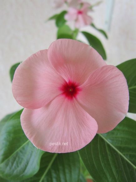 Catharanthus vetőmag