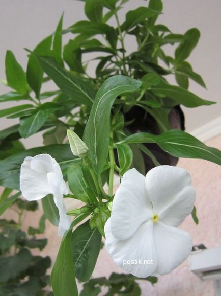 Catharanthus vetőmag