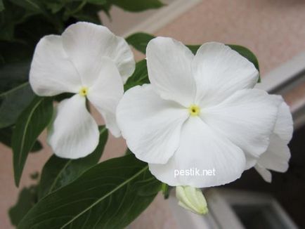 Catharanthus vetőmag