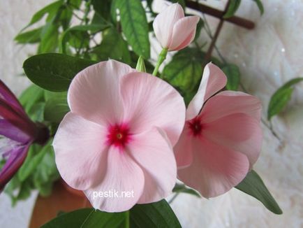 Catharanthus vetőmag