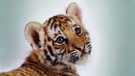 Miért álom egy tigris kölyköt (mi) Miért álma egy tigris kölyköt