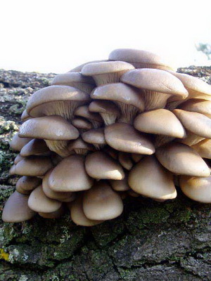 Класифікація грибів по групах на які екологічні групи поділяються гриби і як вони ростуть