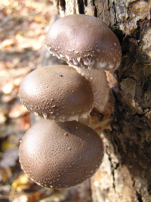 Clasificarea ciupercilor pe grupe în care grupurile ecologice de ciuperci sunt împărțite și cum cresc