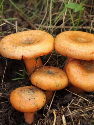 Osztályozása gombák csoportokban néhány környezetvédő csoportok vannak osztva gombát ahogy nőnek
