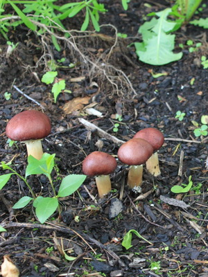 Osztályozása gombák csoportokban néhány környezetvédő csoportok vannak osztva gombát ahogy nőnek