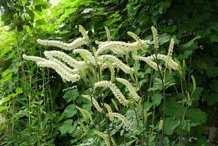 Bugs pe balcon cum să scapi de insecte forestiere stradale