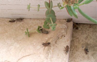 Bugs pe balcon cum să scapi de insecte forestiere stradale