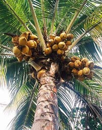 Arborele de cocos (cocos nucifera) - pomul vieții