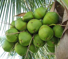 Arborele de cocos (cocos nucifera) - pomul vieții