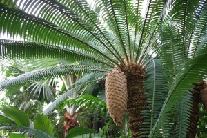 Casa de plante zamia, îngrijire la domiciliu