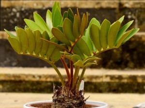 Casa de plante zamia, îngrijire la domiciliu