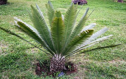 Casa de plante zamia, îngrijire la domiciliu