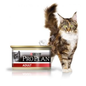 Alimente pentru pisici cu propan și tipurile și demnitățile acestuia