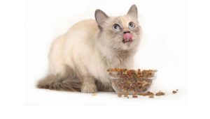Alimente pentru pisici cu propan și tipurile și demnitățile acestuia