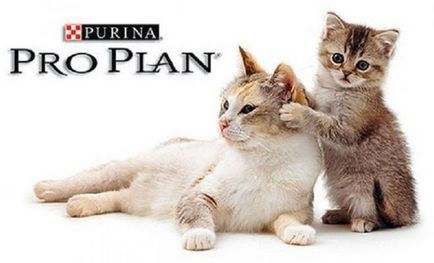Alimente pentru pisici, pisici si pisici purina pro plan