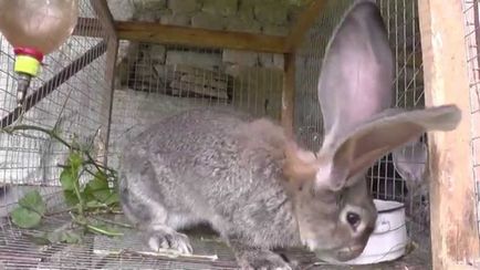 Корм для кроликів своїми руками в домашніх умовах