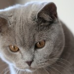 Короткошерсті породи кішок з фотографіями і назвами порід, без підшерстя для дітей, британець
