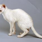 Shorthair rase de pisici cu fotografii și numele de roci, fără substrat pentru copii, Briton