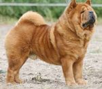 Shorthaire chow chow