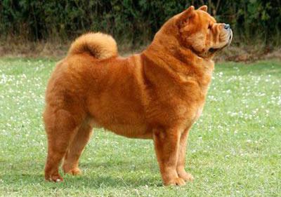 Shorthaire chow chow